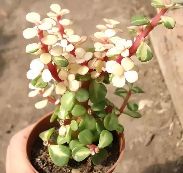 270种常见多肉图谱，一分钟认全！