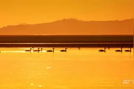 夕阳辉映天鹅舞图片