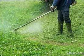 背负式割草机有那么实用吗？切割灌木林也可以？这几个缺点太明显图片
