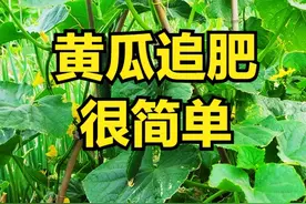 种植黄瓜，想要长得又直又长，一定要追肥，追几次，追什么肥？图片