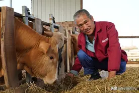 山西农民养“怪牛”，不耕地不产奶1头重1吨，看能卖多少钱图片