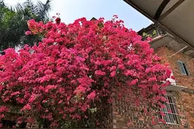 巴西三角梅，花期比较长、长势旺盛，慢慢开出一面“花墙”图片