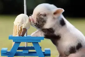 “动物的智商相当于人类几岁孩子的智商”，这个说法真的靠谱吗？图片