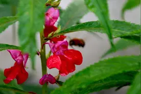 天然“染发剂”，阳台种几盆，白发去无踪图片