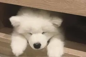 发病率近100%的犬冠状，铲屎官们一定不可轻敌图片