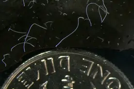 长度超过1厘米！是普通细菌的5000倍，加勒比地区发现厘米级细菌图片