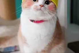 若一只猫有这些特征，说明它过得很幸福，装不出来的图片