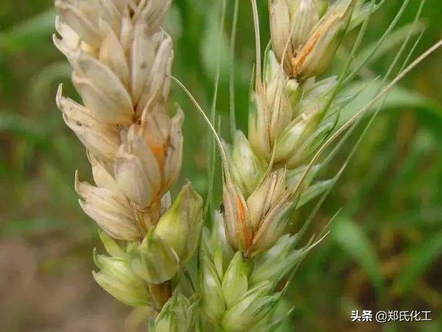 小麦灌浆期高产管理技术，冲刺小麦高产