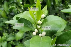 2022年柑橘3月管理要点图片