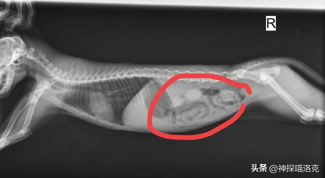 在宠物医院花了1200元说没救了，到了救助站几毛钱就治好了！