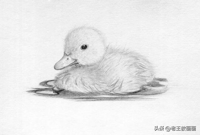 零基础素描教程，教你画一只小鸭子