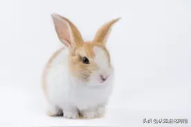 12生肖的故事——兔子图片