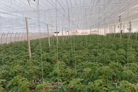 种番茄，喷花授粉坐果率高，用对方法，省工省力，效果好图片