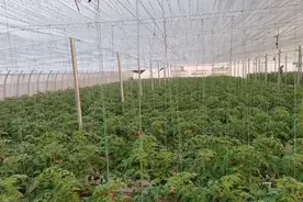 种番茄，喷花授粉坐果率高，用对方法，省工省力，效果好图片