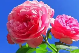 一个人、这样和你聊天，其实是在拒绝你，别再主动了的一种表现图片