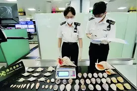 自投“螺网”！厦门海关截获32件二级保护水生动物制品图片