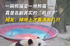 【可可爱爱！#当一碗熊猫突然滚落一地#】图片