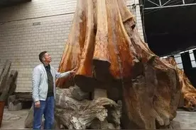 世界最大金丝楠木留存贵阳，重16吨，价值超千万图片