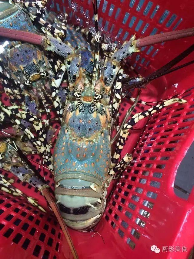 什么海鲜胶原蛋白最多 2025年海鲜含有胶原蛋白吗