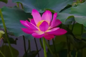 平易近人，关心他人图片