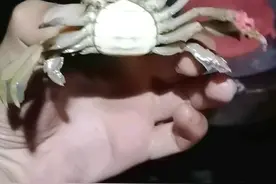 江苏河道螃蟹泛滥，钓鱼人：晚上钓鱼的时候直接爬到脚上图片