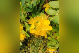 俗语“老不住西北，厕不盖东南”是什么意思？有什么道理吗？图片