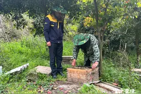 茨河镇：一年一割出好蜜花开蜂农致富忙图片