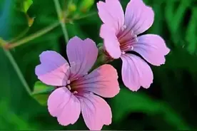 儿子第一次带女友回家，本来挺高兴，走了之后，妈妈高兴不起来了图片