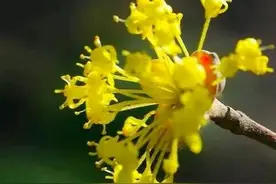 山茱萸——茱萸花图片