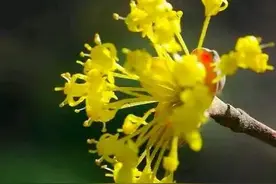 山茱萸——茱萸花图片