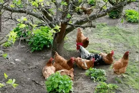 火爆一时的“林下养鸡”，为何现在无人问津了？过来人说出实情图片