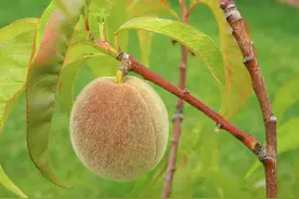 涨知识，桃子为什么长毛图片