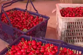 日照：樱桃销售搭上邮政快车图片