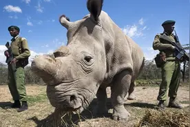 北白犀还有救吗？只剩最后两头，都是母的，护卫24小时带枪保护图片