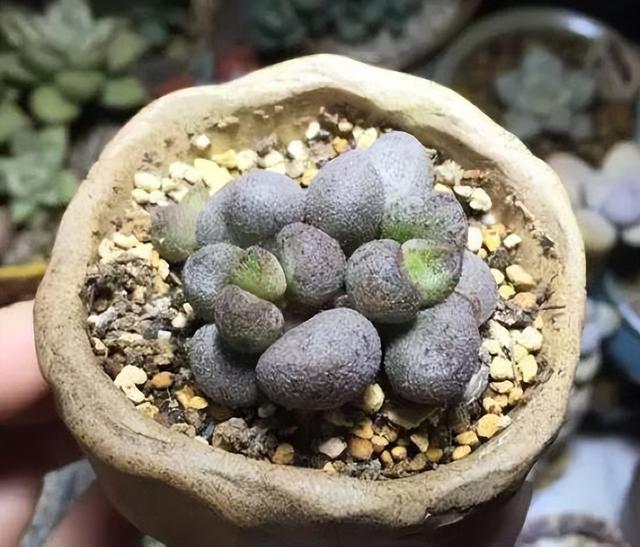 270种常见多肉图谱，一分钟认全！