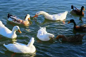 鹅与鸭杂交后是否会有后代？有人已做过实验，这是条致富之路吗？图片