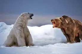 野生动物也会出现杂交，其后代有多惨？我们能禁止动物杂交吗？图片