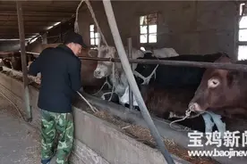 「文明城市咱的家」宝鸡太白道德模范杨玉前：勇挑重担 撑起家庭一片天图片