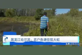 百斤大蟒蛇潜伏在村民鱼塘内偷吃图片