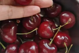 车厘子和大樱桃傻傻分不清？二者到底有啥区别？搞明白不花冤枉钱图片