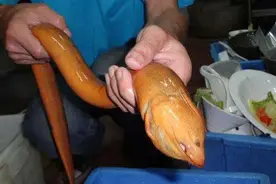 传说中的“望月鳝”存在吗?野生黄鳝和养殖黄鳝分不清?答案在这里图片