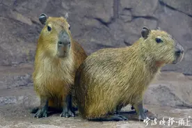 岸上“静如处子”，水里“动如脱兔”！看水豚给我们带来哪些“惊喜”图片