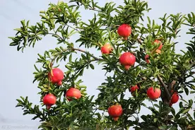 石榴贵族——突尼斯石榴，种植却很简单，做好四点，果子又红又大图片