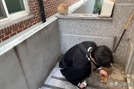 接连“抛弃”2只小猫的猫妈妈，看清小猫的脸后，才明白它的苦心图片