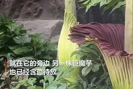 国家植物园里出现“食人花”，系世界珍稀濒危植物，它有多可怕？图片