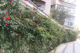 初中文学名著阅读之七《经典常读》图片
