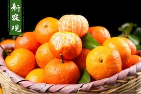 人人爱吃的砂糖橘，是如何从“发财橘”变“杀人橘”的？值得深思图片