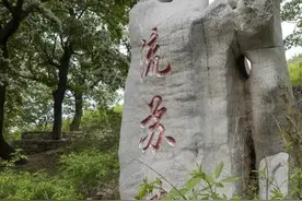 去雀山看千年流苏林图片