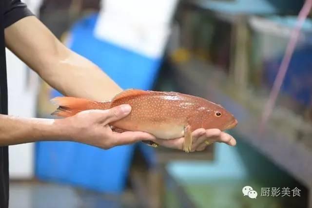 40头的花胶是几级 2025年花胶40头是什么意思?