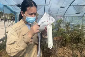 河南洛阳：美女硕士毕业后做“护花工” ，田间地头为“实验室”用科技守一园芳菲图片